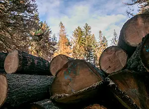 LOGS.webp
